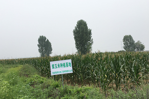 Em 2015, a empresa respondeu ativamente à política nacional de alívio da pobreza e cooperou com os agricultores locais em Jilin para estabelecer o mirtilo e o roxo -bases-de-produção-de-milho.2